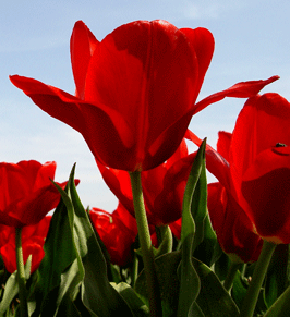 red chairs